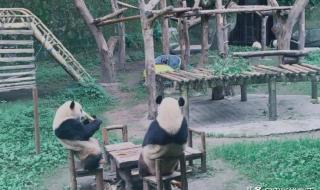 杭州动物园这只熊火了